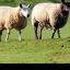 Schmallenberg virus has been seen in cattle and sheep in the UK since early 2012