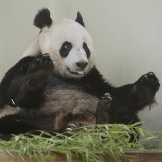 Edinburgh Zoo panda keepers will have access to CCTV footage in their homes to look for signs of Tian Tian starting labour