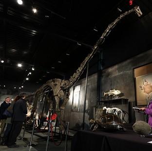 Congleton Guardian: Long-necked Diplodocus Longus which is heading for Denmark after being sold at auction. Congleton Guardian: Long-necked Diplodocus Longus which is heading for Denmark after being sold at auction.
