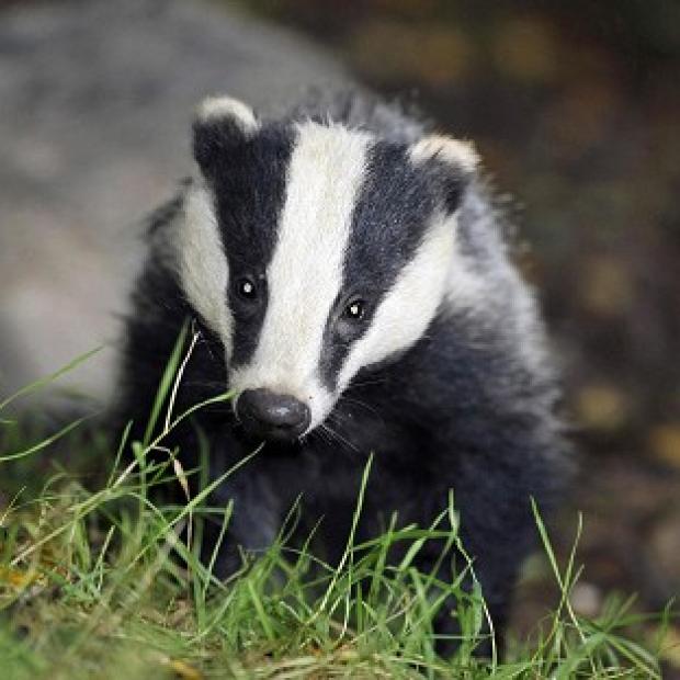 Congleton Guardian: Policing costs for the badger cull were way over the estimate Congleton Guardian: Policing costs for the badger cull were way over the estimate