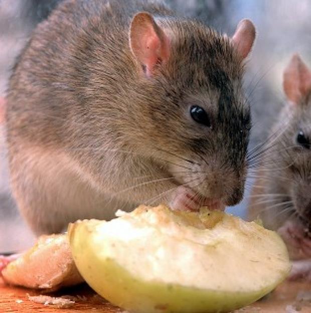 Congleton Guardian: Rats could grow to be bigger than sheep as they evolve to fill vacant ecological niches, a geologist has claimed Congleton Guardian: Rats could grow to be bigger than sheep as they evolve to fill vacant ecological niches, a geologist has claimed
