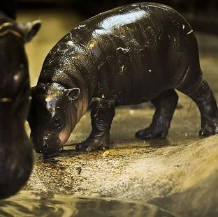 Congleton Guardian: Winnie the three-week-old pygmy hippo stays close to mum Sirana at Bristol Zoo Gardens Congleton Guardian: Winnie the three-week-old pygmy hippo stays close to mum Sirana at Bristol Zoo Gardens