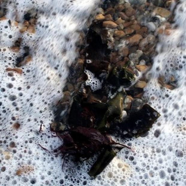 Congleton Guardian: Scientists have identified a natural seaweed fibre that prevents the body absorbing fat. Congleton Guardian: Scientists have identified a natural seaweed fibre that prevents the body absorbing fat.