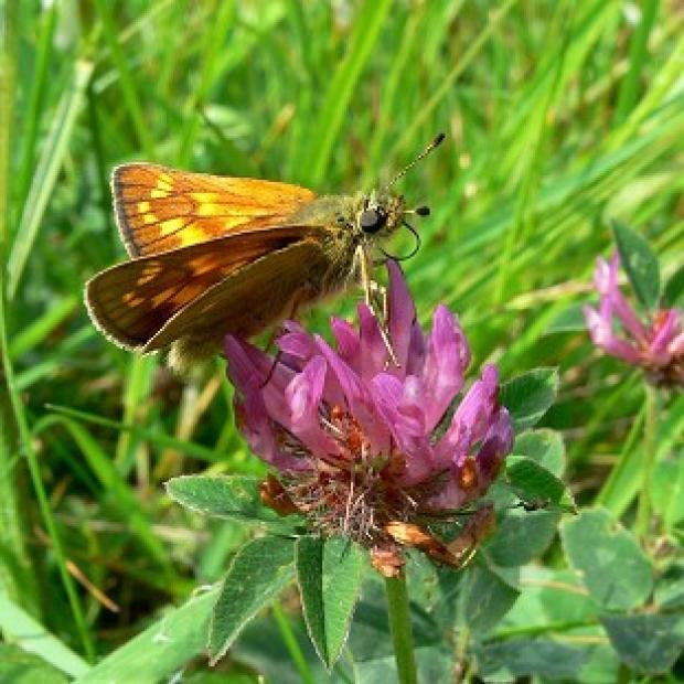 Congleton Guardian: A large skipper butterfly, one of the farmland species which thrived in last year's warm summer after the appalling weather in 2012 (Butterfly Conservation) Congleton Guardian: A large skipper butterfly, one of the farmland species which thrived in last year's warm summer after the appalling weather in 2012 (Butterfly Conservation)