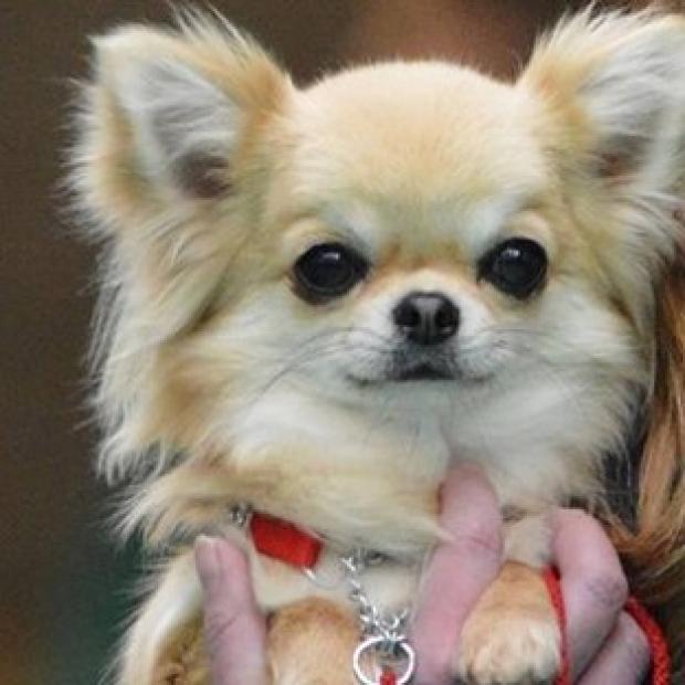 Congleton Guardian: Valenchino Chihuahua Xena was named Best Puppy in Breed at Crufts 2014 (Humberside Police/PA) Congleton Guardian: Valenchino Chihuahua Xena was named Best Puppy in Breed at Crufts 2014 (Humberside Police/PA)
