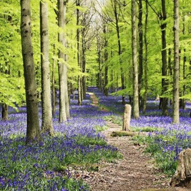 Congleton Guardian: The Woodland Trust said warmer weather has led to bluebells flowering earlier than last year Congleton Guardian: The Woodland Trust said warmer weather has led to bluebells flowering earlier than last year