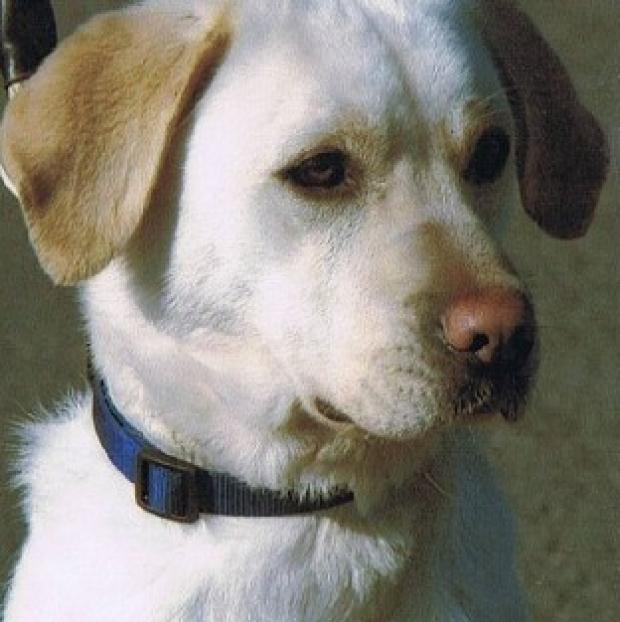 Congleton Guardian: Sasha, a four-year-old yellow Labrador, will be honoured with the PDSA's Dickin Medal (PDSA/PA) Congleton Guardian: Sasha, a four-year-old yellow Labrador, will be honoured with the PDSA's Dickin Medal (PDSA/PA)