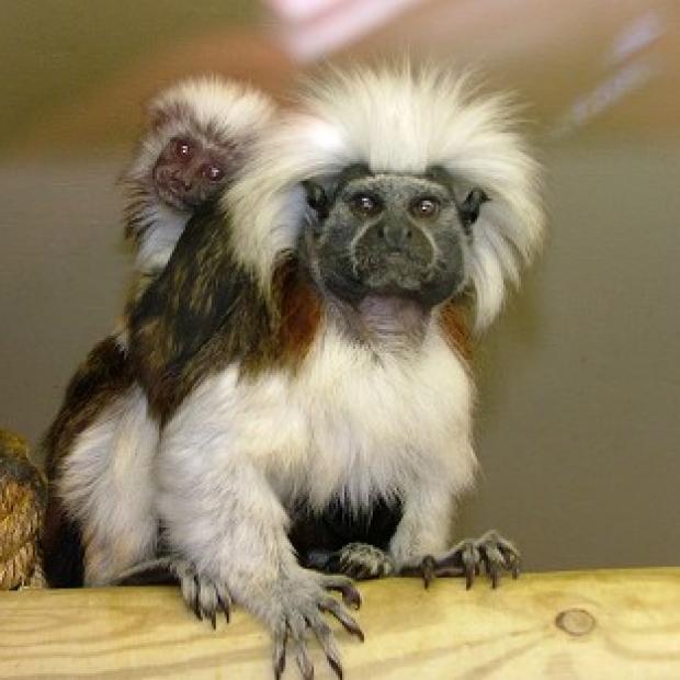 Congleton Guardian: A mother and baby tamarin monkey - two of five stolen from Blackpool Zoo. Congleton Guardian: A mother and baby tamarin monkey - two of five stolen from Blackpool Zoo.