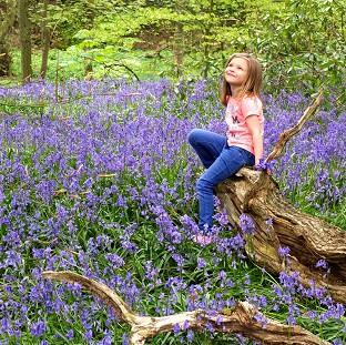 Congleton Guardian: Kadie Lane, five, plays amongst the bluebells in Witton Country Park, Blackburn, Lancashire Congleton Guardian: Kadie Lane, five, plays amongst the bluebells in Witton Country Park, Blackburn, Lancashire