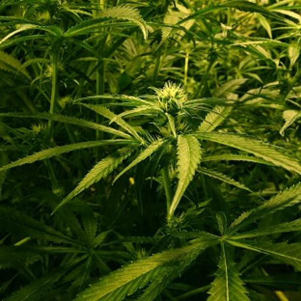Congleton Guardian: An accidental 999 call led police in Crewe to a cannabis farm Congleton Guardian: An accidental 999 call led police in Crewe to a cannabis farm
