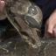 Congleton Guardian: A boa constrictor missing in Lancashire could pose a risk to small children as it seeks warmth, police have warned Congleton Guardian: A boa constrictor missing in Lancashire could pose a risk to small children as it seeks warmth, police have warned